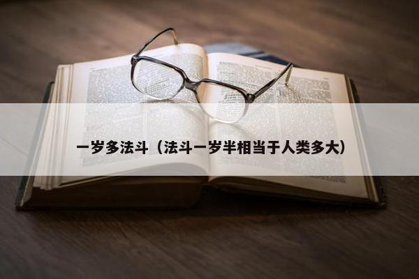 一岁多法斗（法斗一岁半相当于人类多大）