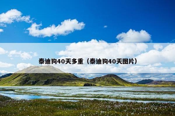 泰迪狗40天多重（泰迪狗40天图片）