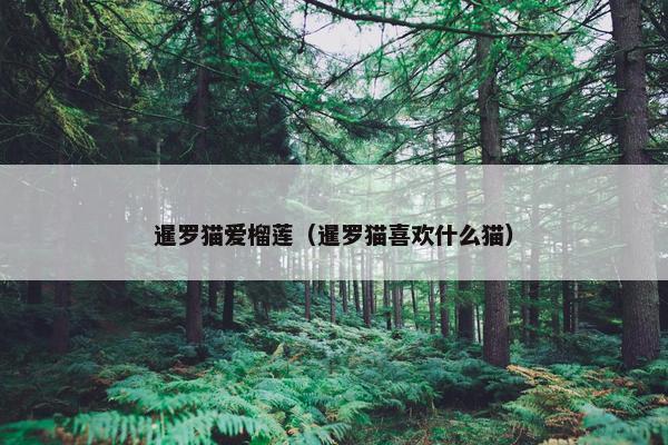 暹罗猫爱榴莲（暹罗猫喜欢什么猫）