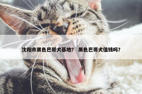 沈阳市黑色巴哥犬基地？ 黑色巴哥犬值钱吗？