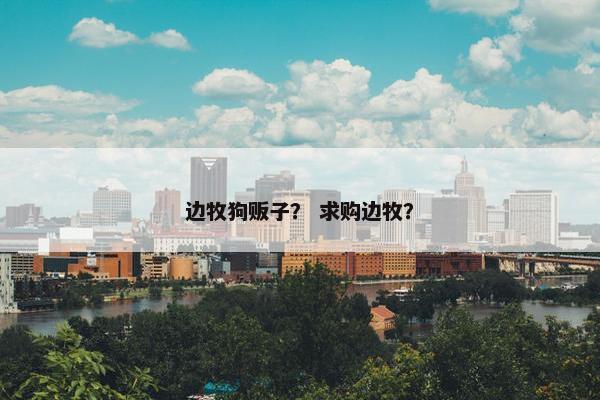边牧狗贩子? 求购边牧?