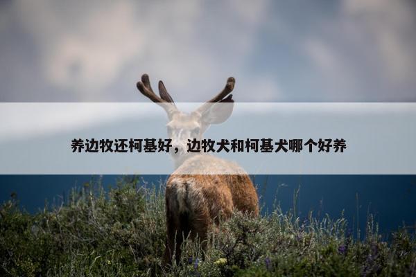 养边牧还柯基好，边牧犬和柯基犬哪个好养