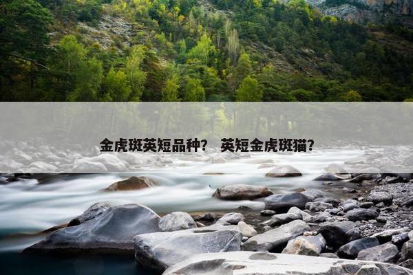 金虎斑英短品种? 英短金虎斑猫?