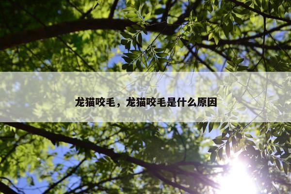 龙猫咬毛，龙猫咬毛是什么原因