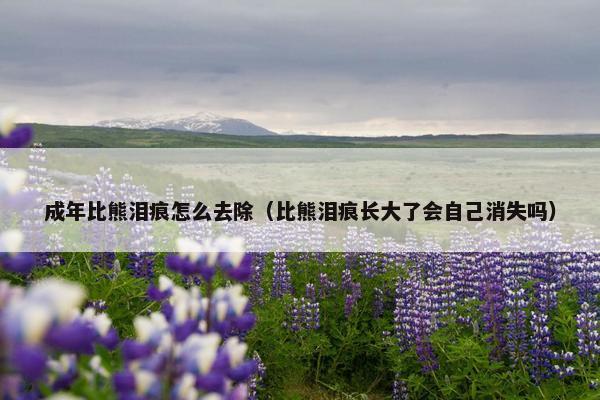 成年比熊泪痕怎么去除(比熊泪痕长大了会自己消失吗)