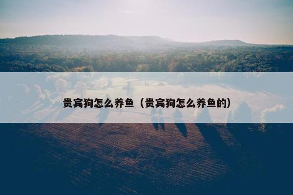 贵宾狗怎么养鱼（贵宾狗怎么养鱼的）