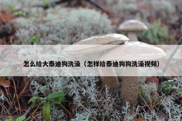 怎么给大泰迪狗洗澡（怎样给泰迪狗狗洗澡视频）