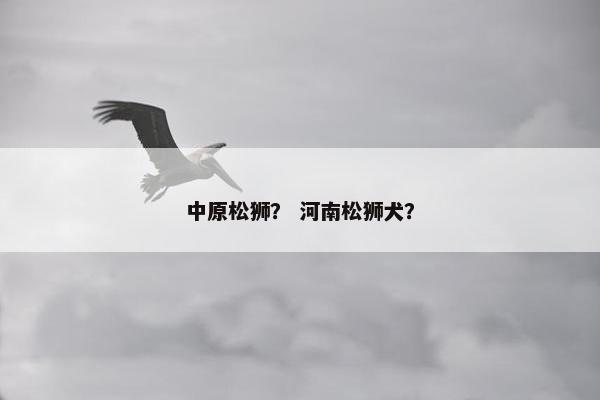 中原松狮？ 河南松狮犬？
