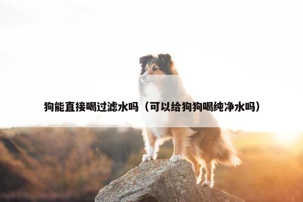 狗能直接喝过滤水吗（可以给狗狗喝纯净水吗）