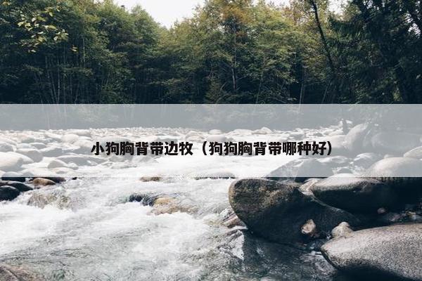 小狗胸背带边牧（狗狗胸背带哪种好）