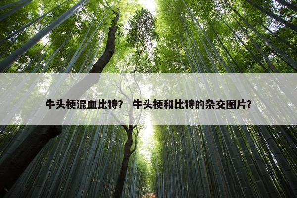 牛头梗混血比特？ 牛头梗和比特的杂交图片？
