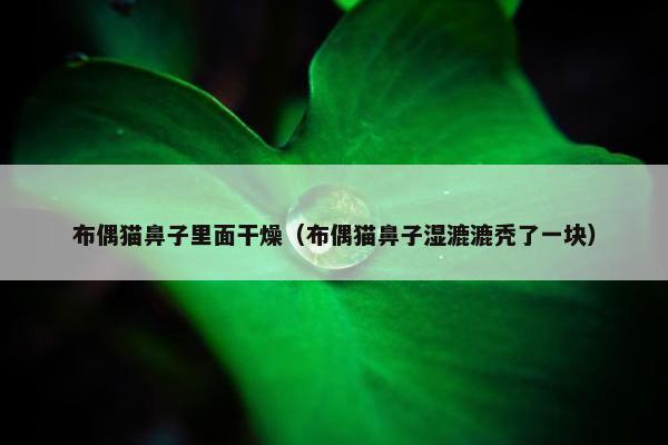 布偶猫鼻子里面干燥（布偶猫鼻子湿漉漉秃了一块）