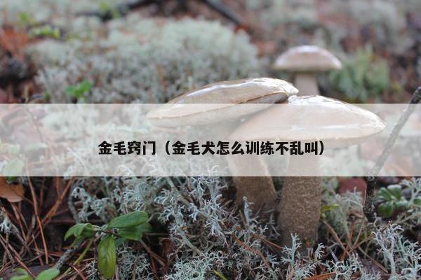 金毛窍门（金毛犬怎么训练不乱叫）