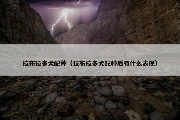 拉布拉多犬配种（拉布拉多犬配种后有什么表现）