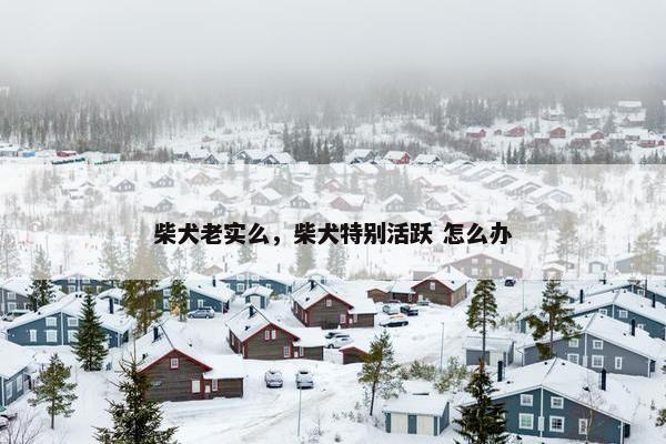 柴犬老实么，柴犬特别活跃 怎么办