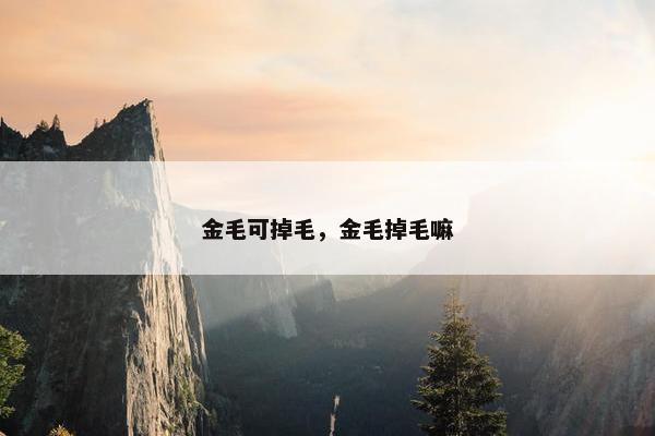 金毛可掉毛,金毛掉毛嘛