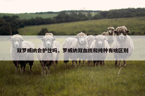 双罗威纳会护住吗，罗威纳双血统和纯种有啥区别