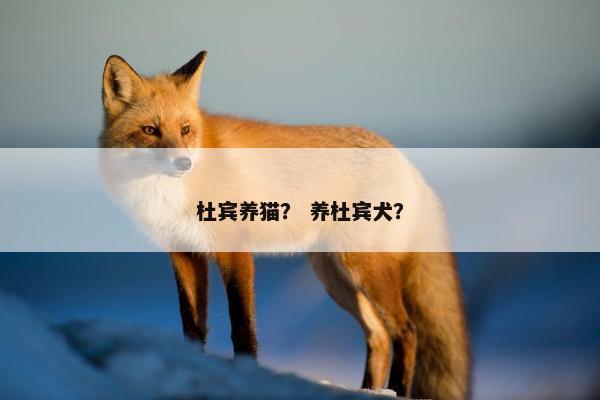 杜宾养猫？ 养杜宾犬？