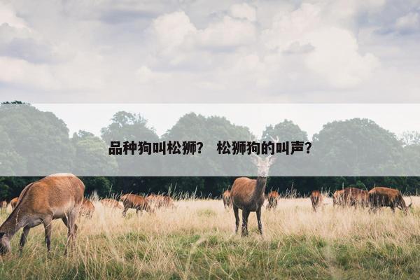 品种狗叫松狮？ 松狮狗的叫声？