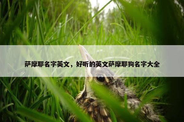 萨摩耶名字英文，好听的英文萨摩耶狗名字大全