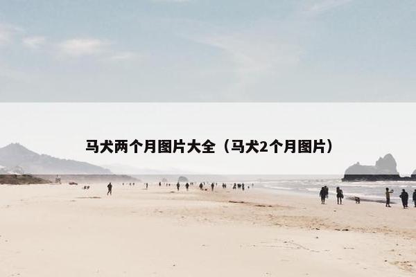 马犬两个月图片大全（马犬2个月图片）