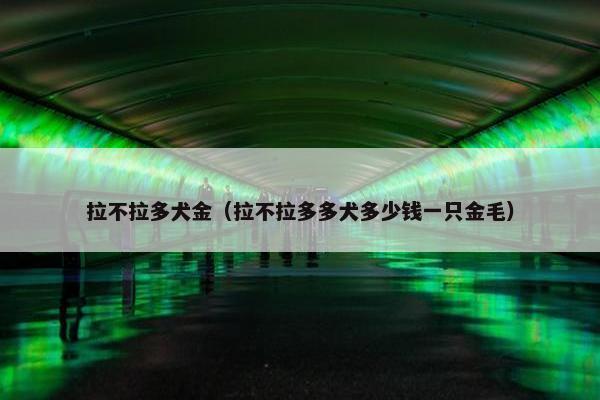 拉不拉多犬金（拉不拉多多犬多少钱一只金毛）