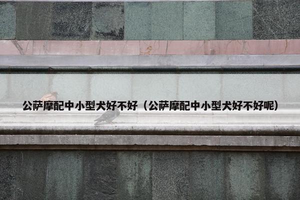 公萨摩配中小型犬好不好（公萨摩配中小型犬好不好呢）