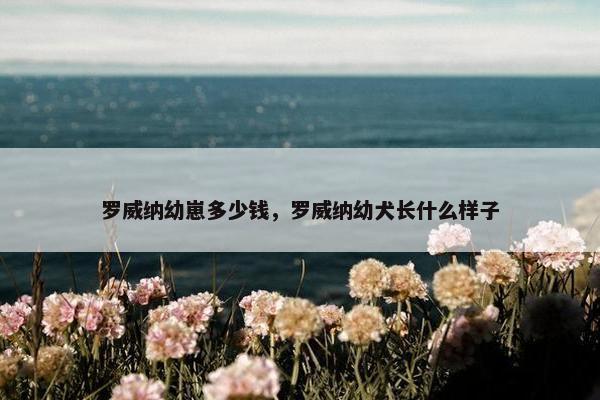 罗威纳幼崽多少钱，罗威纳幼犬长什么样子