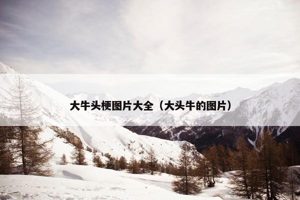大牛头梗图片大全（大头牛的图片）