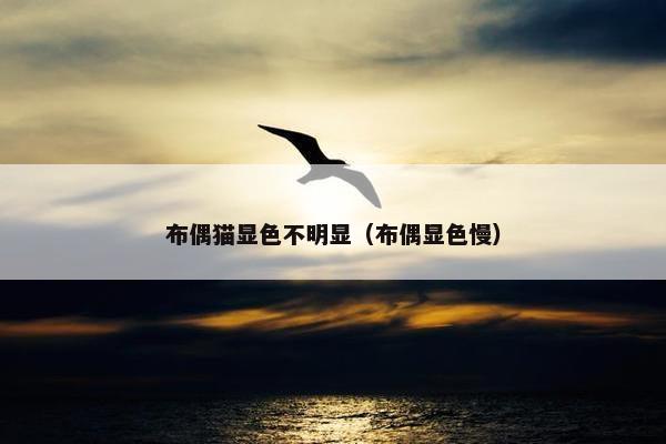 布偶猫显色不明显(布偶显色慢)