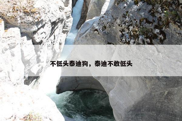 不低头泰迪狗，泰迪不敢低头