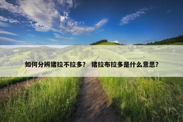 如何分辨猪拉不拉多？ 猪拉布拉多是什么意思？