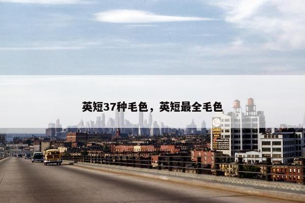 英短37种毛色，英短最全毛色
