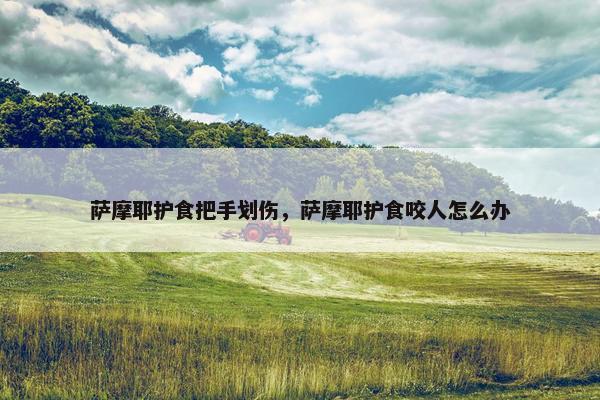 萨摩耶护食把手划伤，萨摩耶护食咬人怎么办