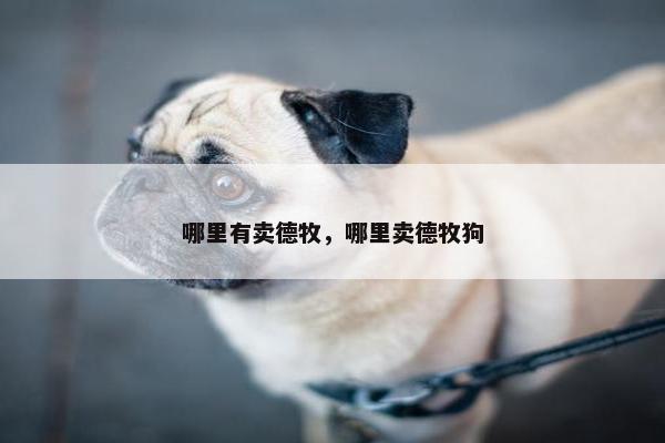 哪里有卖德牧，哪里卖德牧狗
