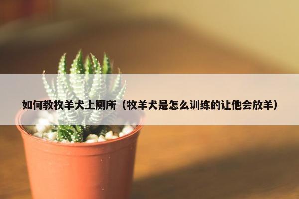 如何教牧羊犬上厕所（牧羊犬是怎么训练的让他会放羊）