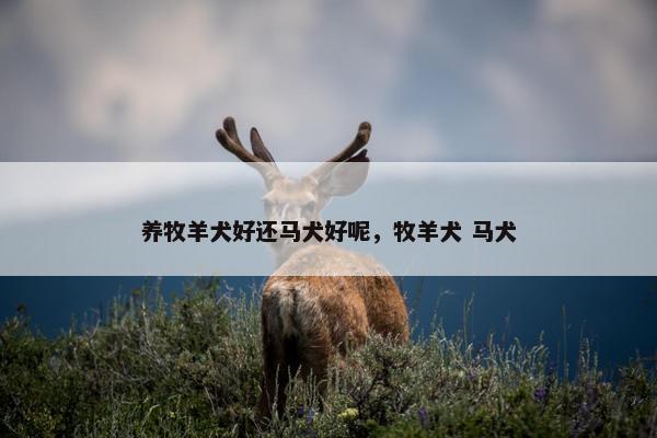 养牧羊犬好还马犬好呢，牧羊犬 马犬