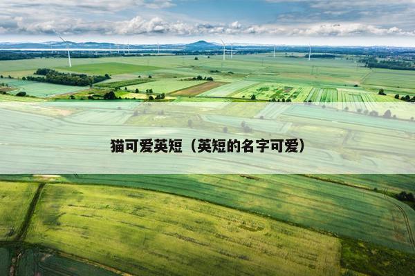 猫可爱英短（英短的名字可爱）