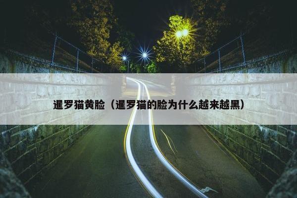 暹罗猫黄脸（暹罗猫的脸为什么越来越黑）