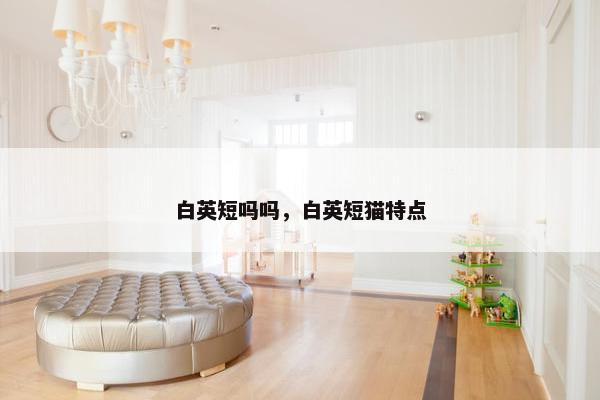 白英短吗吗，白英短猫特点