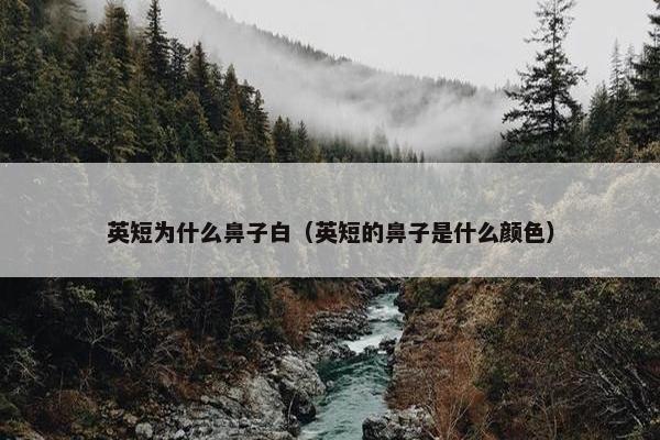英短为什么鼻子白（英短的鼻子是什么颜色）