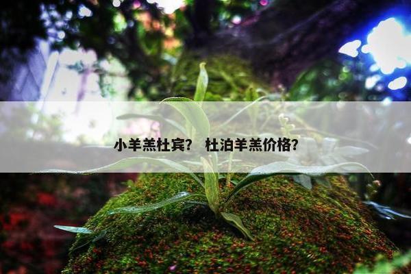 小羊羔杜宾？ 杜泊羊羔价格？