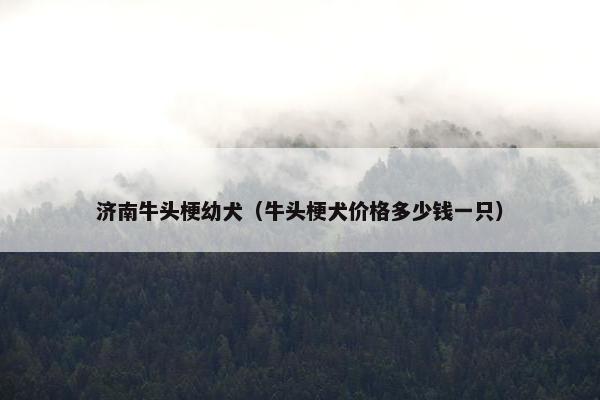 济南牛头梗幼犬（牛头梗犬价格多少钱一只）