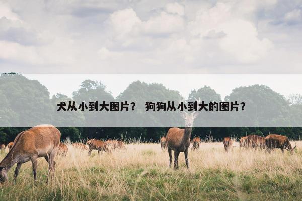 犬从小到大图片？ 狗狗从小到大的图片？
