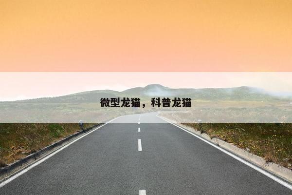 微型龙猫，科普龙猫