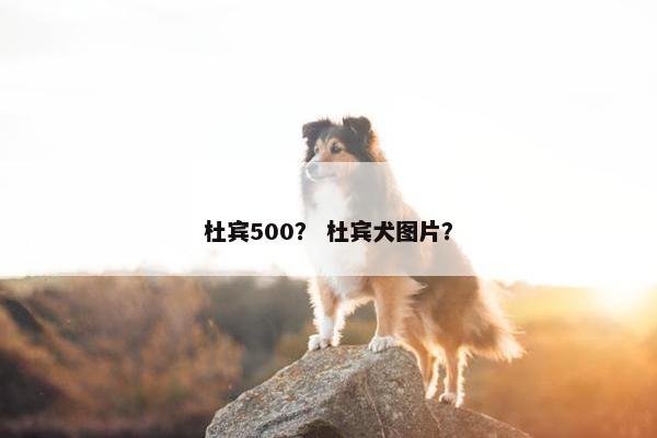 杜宾500？ 杜宾犬图片？