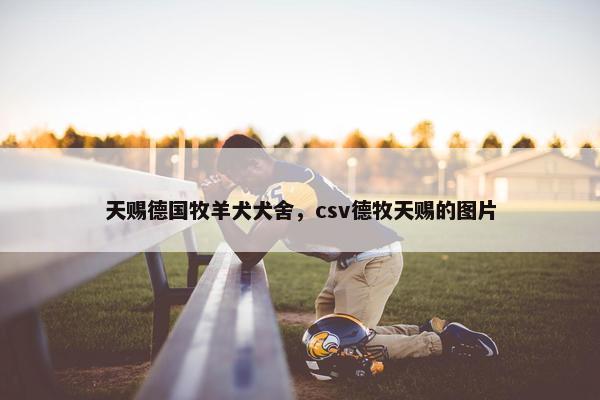 天赐德国牧羊犬犬舍，csv德牧天赐的图片