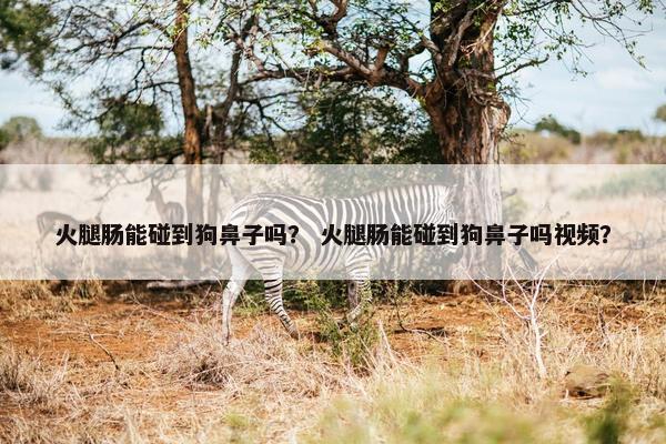 火腿肠能碰到狗鼻子吗？ 火腿肠能碰到狗鼻子吗视频？