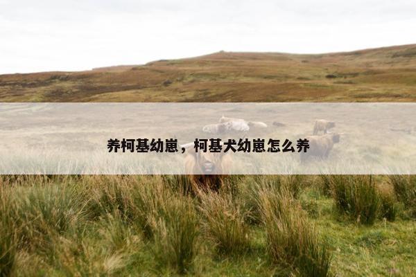 养柯基幼崽，柯基犬幼崽怎么养