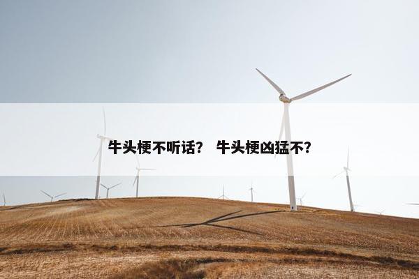 牛头梗不听话？ 牛头梗凶猛不？
